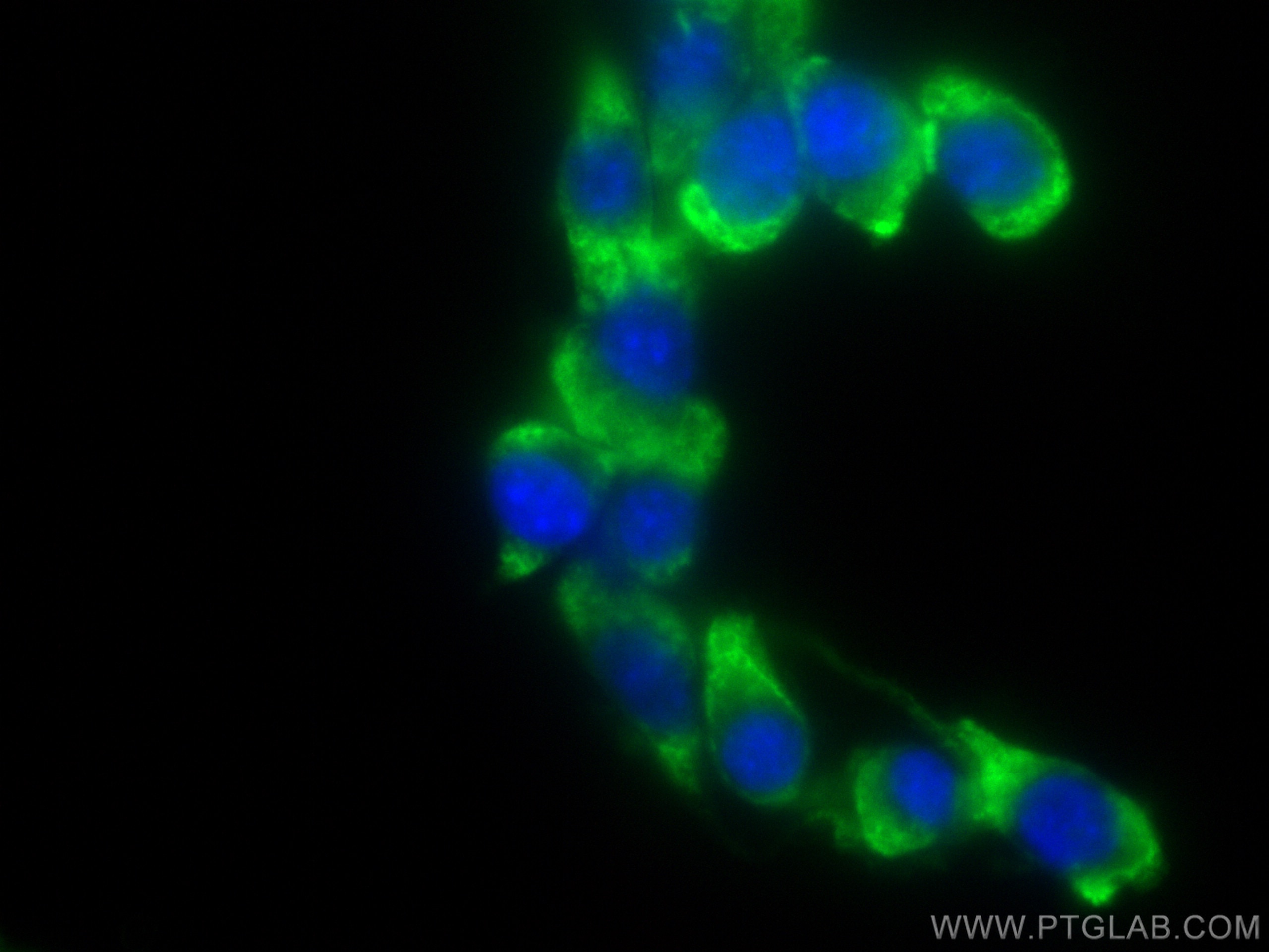 IF Staining of NIH/3T3 using CL488-68214