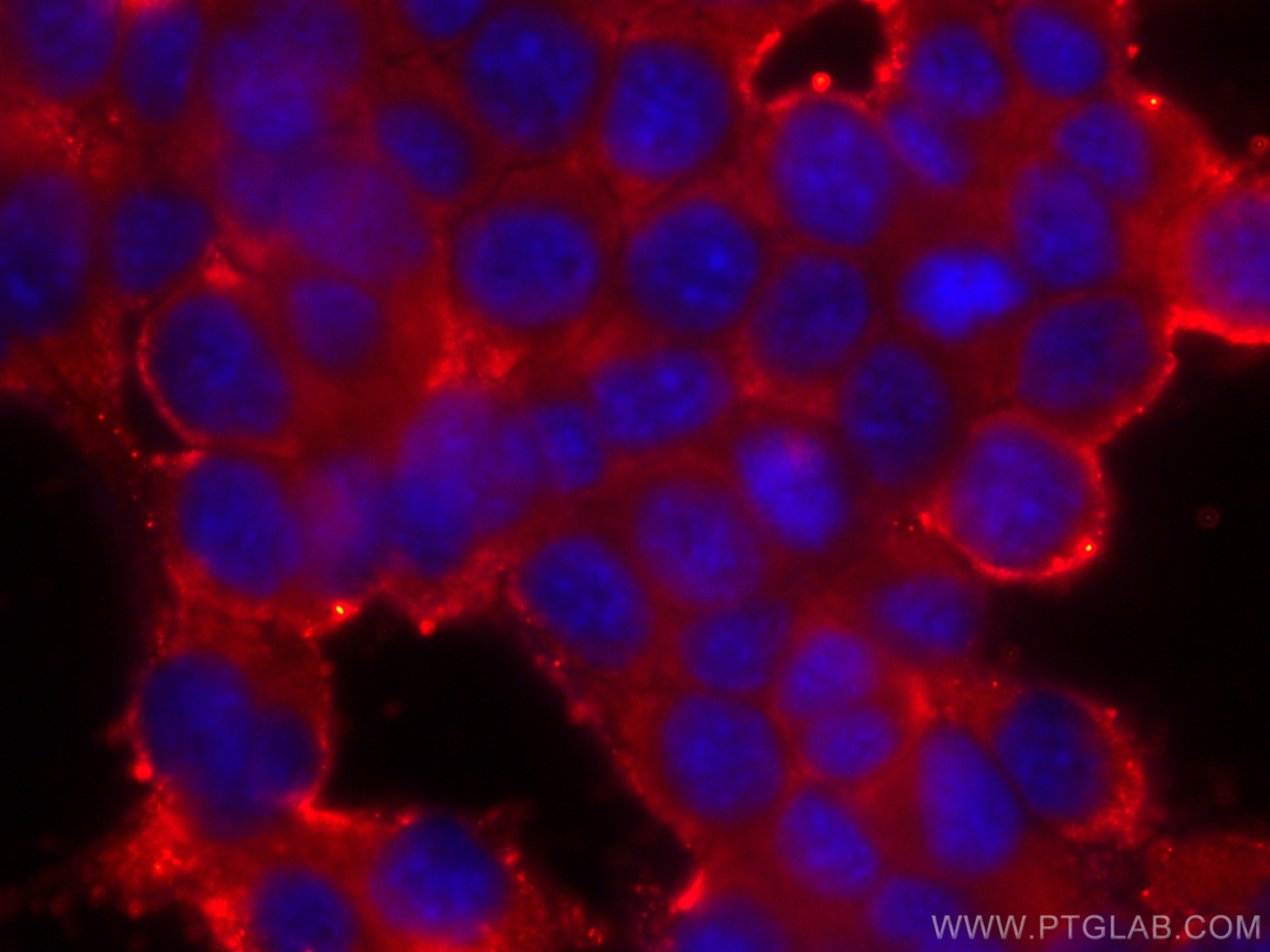 Immunofluorescence (IF) / fluorescent staining of NIH/3T3 cells using CoraLite® Plus 594-conjugated CCT2 Monoclonal anti (CL594-68214)