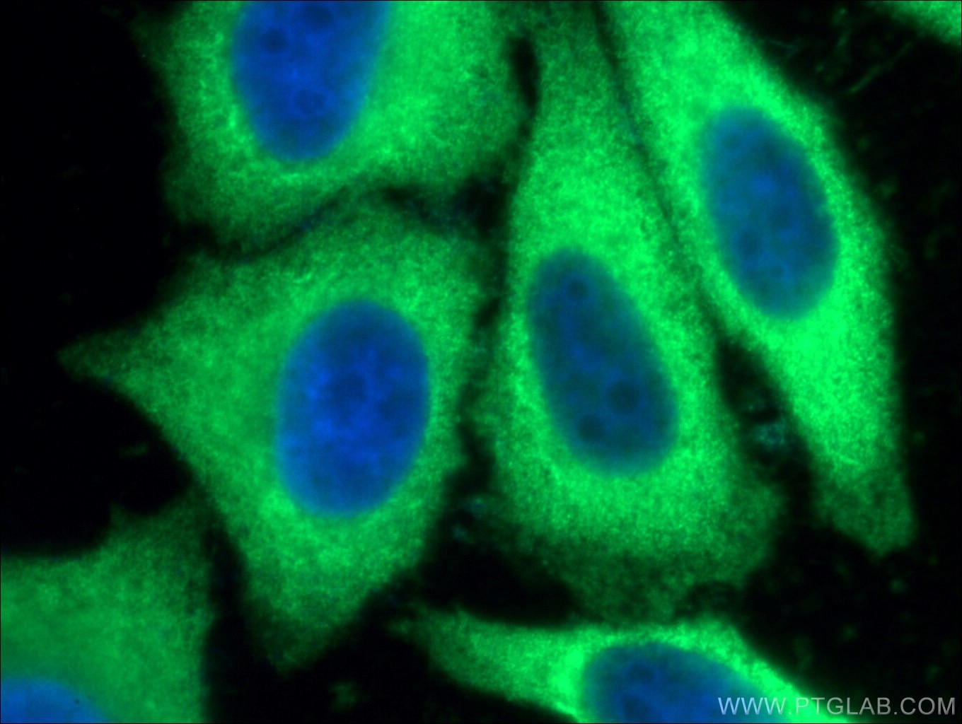 Immunofluorescence (IF) / fluorescent staining of HepG2 cells using CCT3 Polyclonal antibody (10571-1-AP)