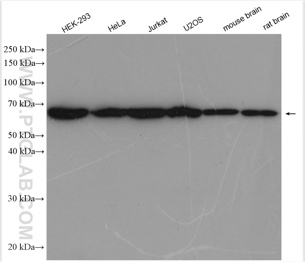 Western Blot (WB) analysis of various lysates using CCT3 Polyclonal antibody (10571-1-AP)