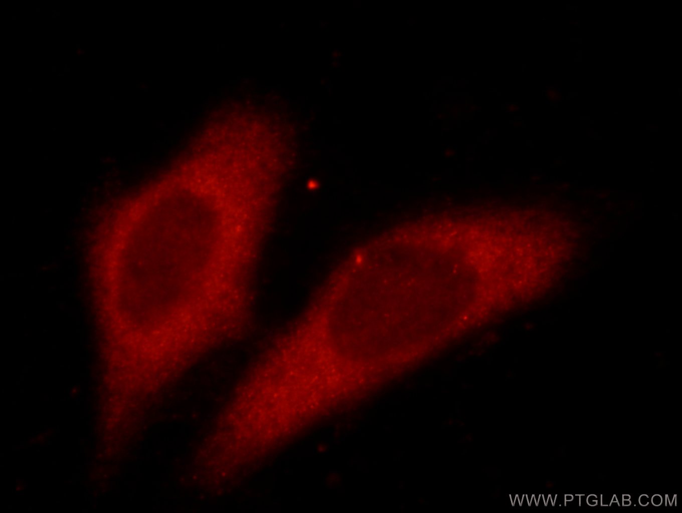 Immunofluorescence (IF) / fluorescent staining of HepG2 cells using CCT3 Monoclonal antibody (60264-1-Ig)