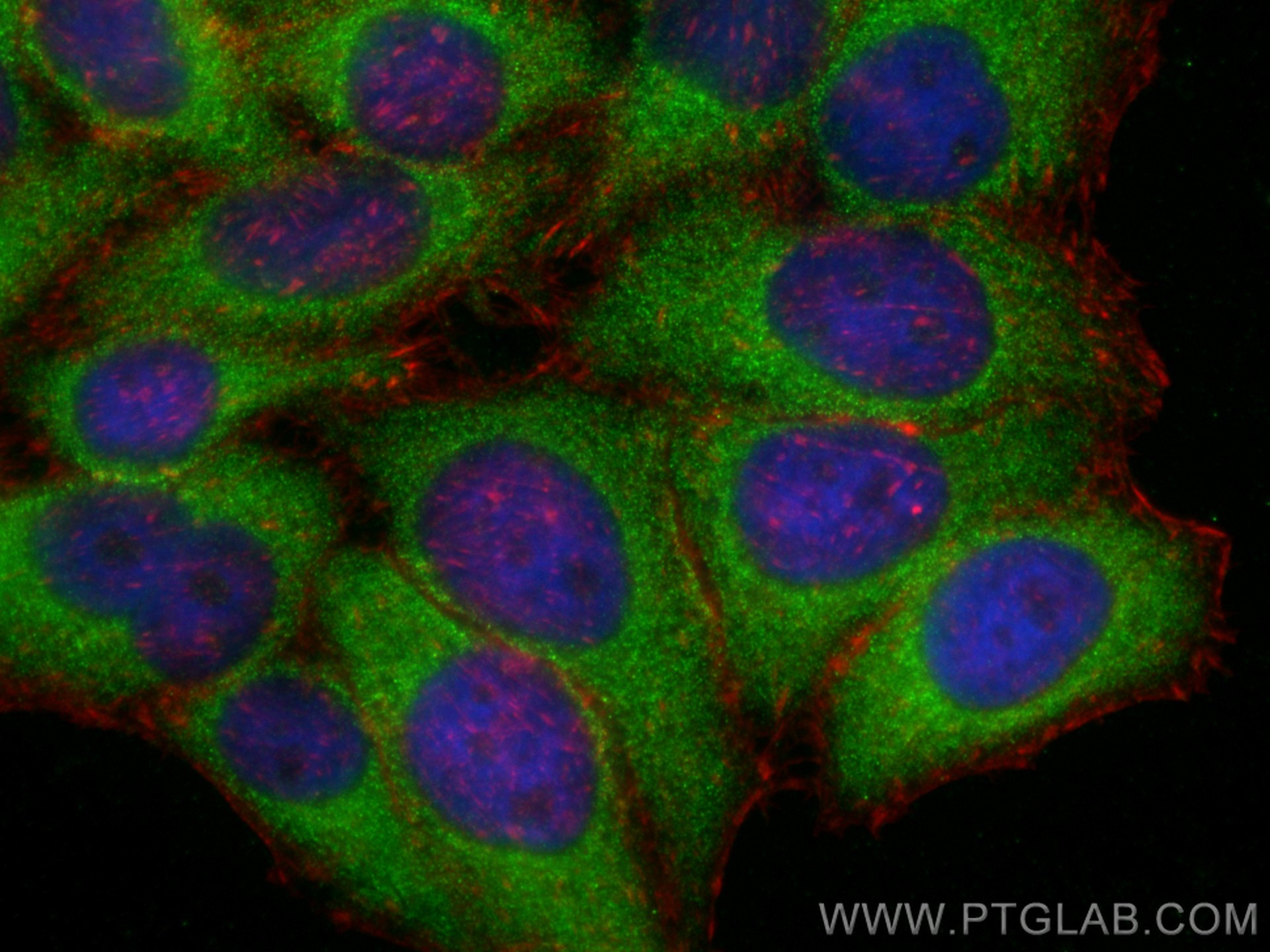 Immunofluorescence (IF) / fluorescent staining of HepG2 cells using CCT3 Monoclonal antibody (60264-1-Ig)