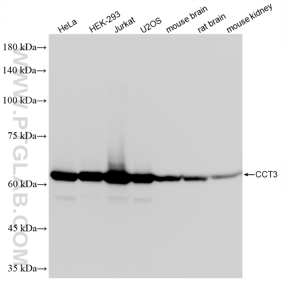 Western Blot (WB) analysis of various lysates using CCT3 Recombinant monoclonal antibody (87920-1-RR)