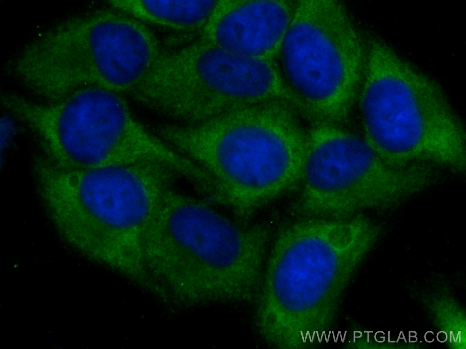 IF Staining of HepG2 using CL488-60264