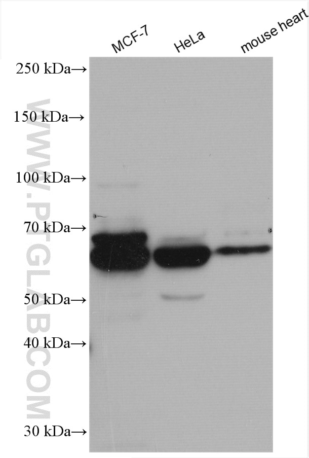 WB analysis using 21524-1-AP