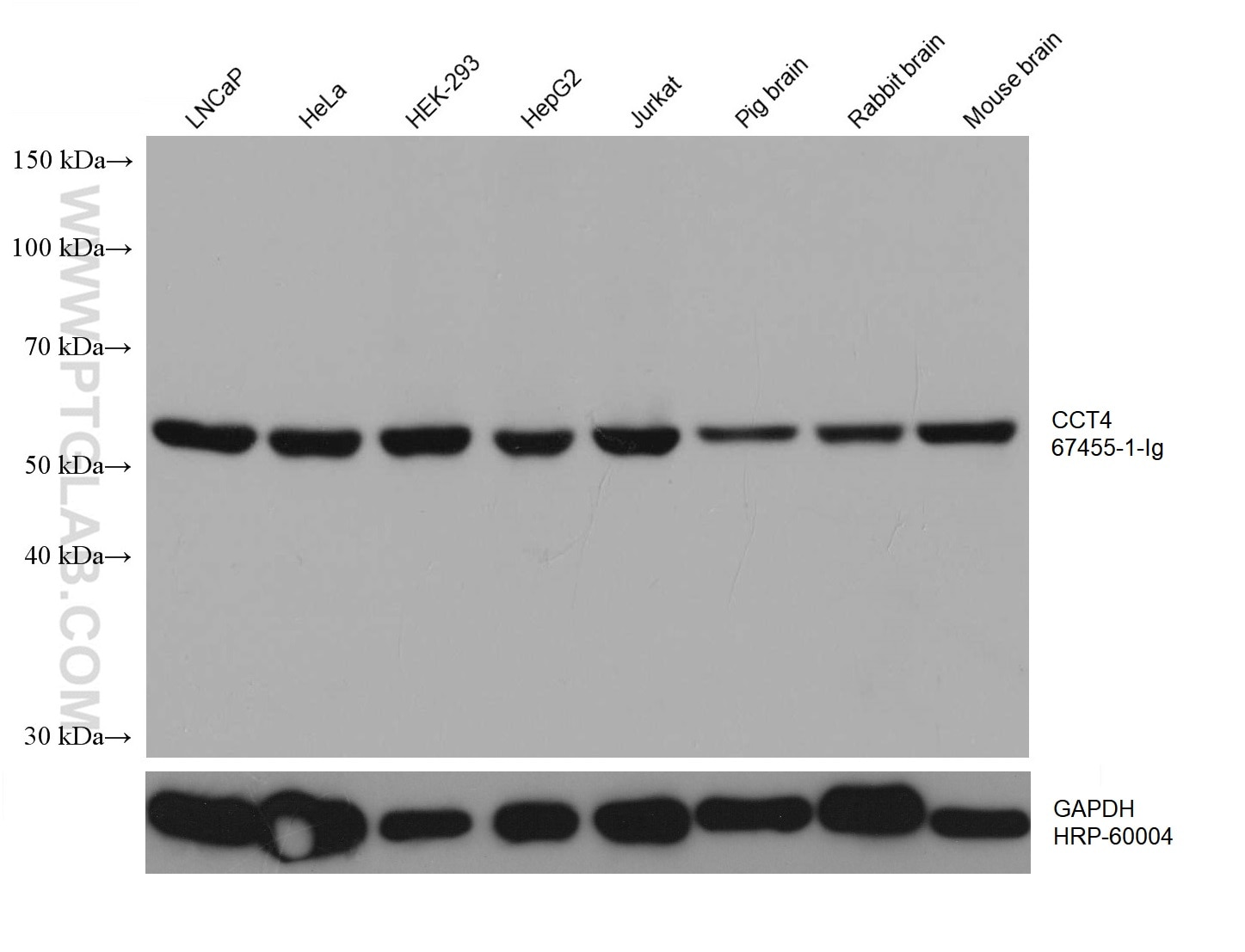 Western Blot (WB) analysis of various lysates using CCT4 Monoclonal antibody (67455-1-Ig)