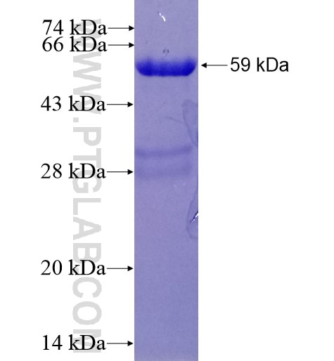 CCT4 fusion protein Ag16128 SDS-PAGE