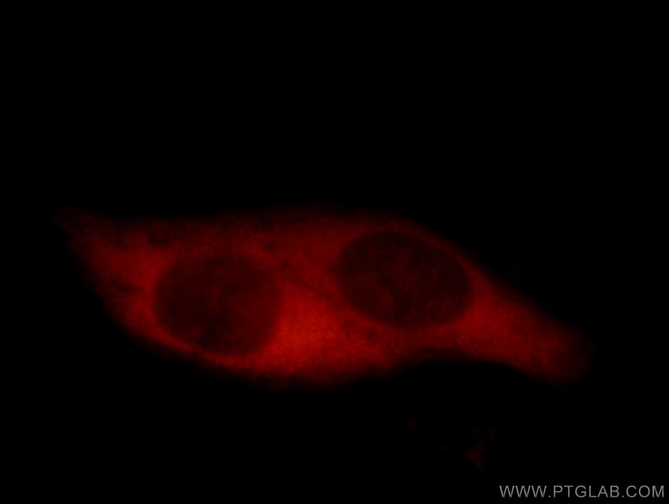 Immunofluorescence (IF) / fluorescent staining of HepG2 cells using CCT5 Polyclonal antibody (11603-1-AP)