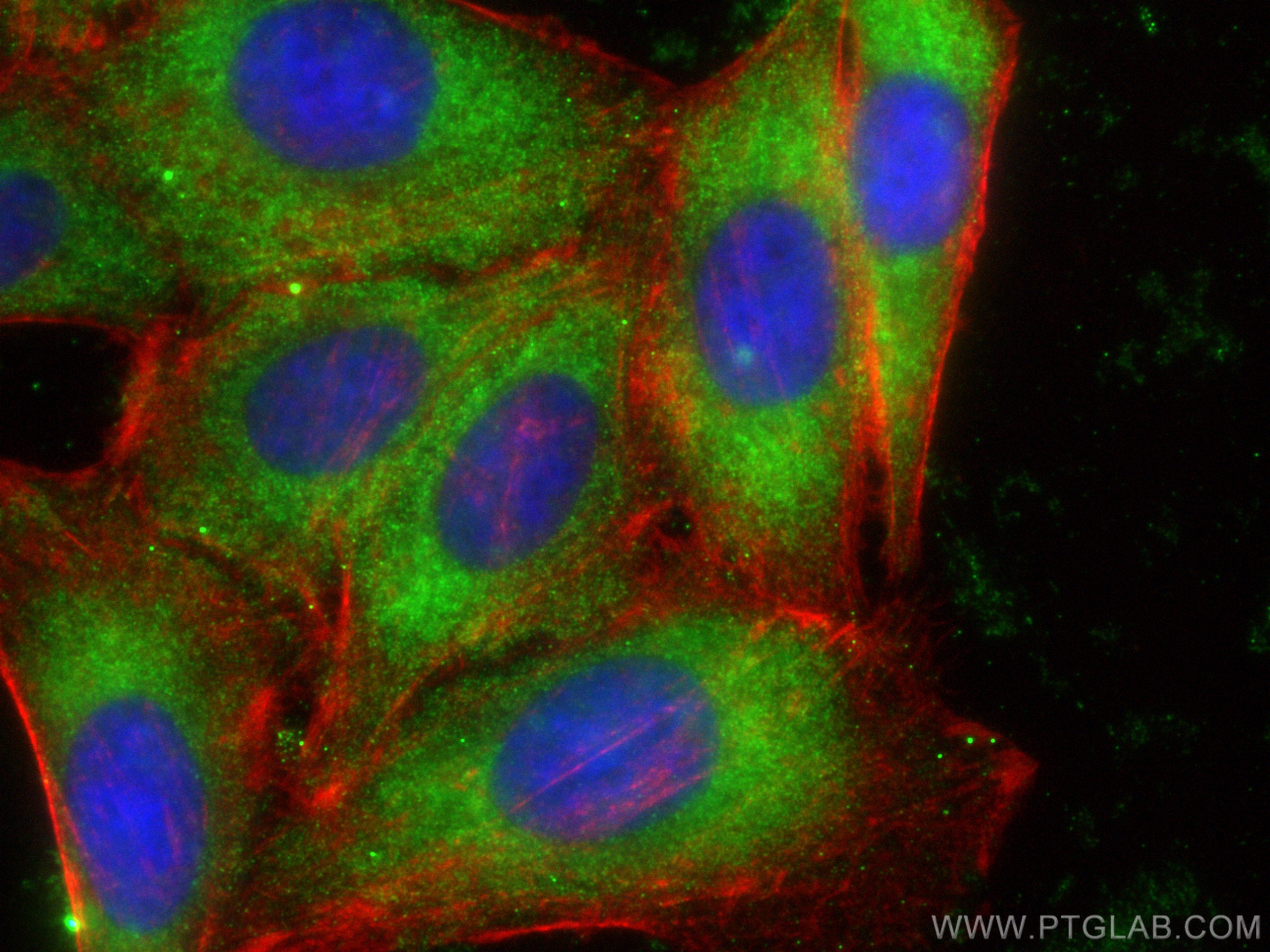 Immunofluorescence (IF) / fluorescent staining of HepG2 cells using CCT5 Monoclonal antibody (67400-1-Ig)