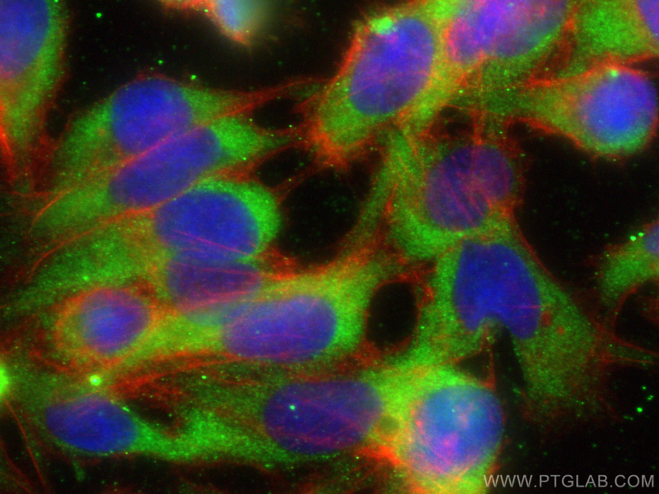 Immunofluorescence (IF) / fluorescent staining of U2OS cells using CCT5 Monoclonal antibody (67400-1-Ig)