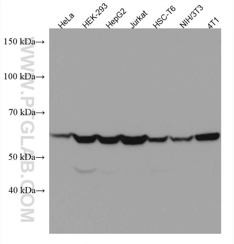 Western Blot (WB) analysis of various lysates using CCT5 Monoclonal antibody (67400-1-Ig)