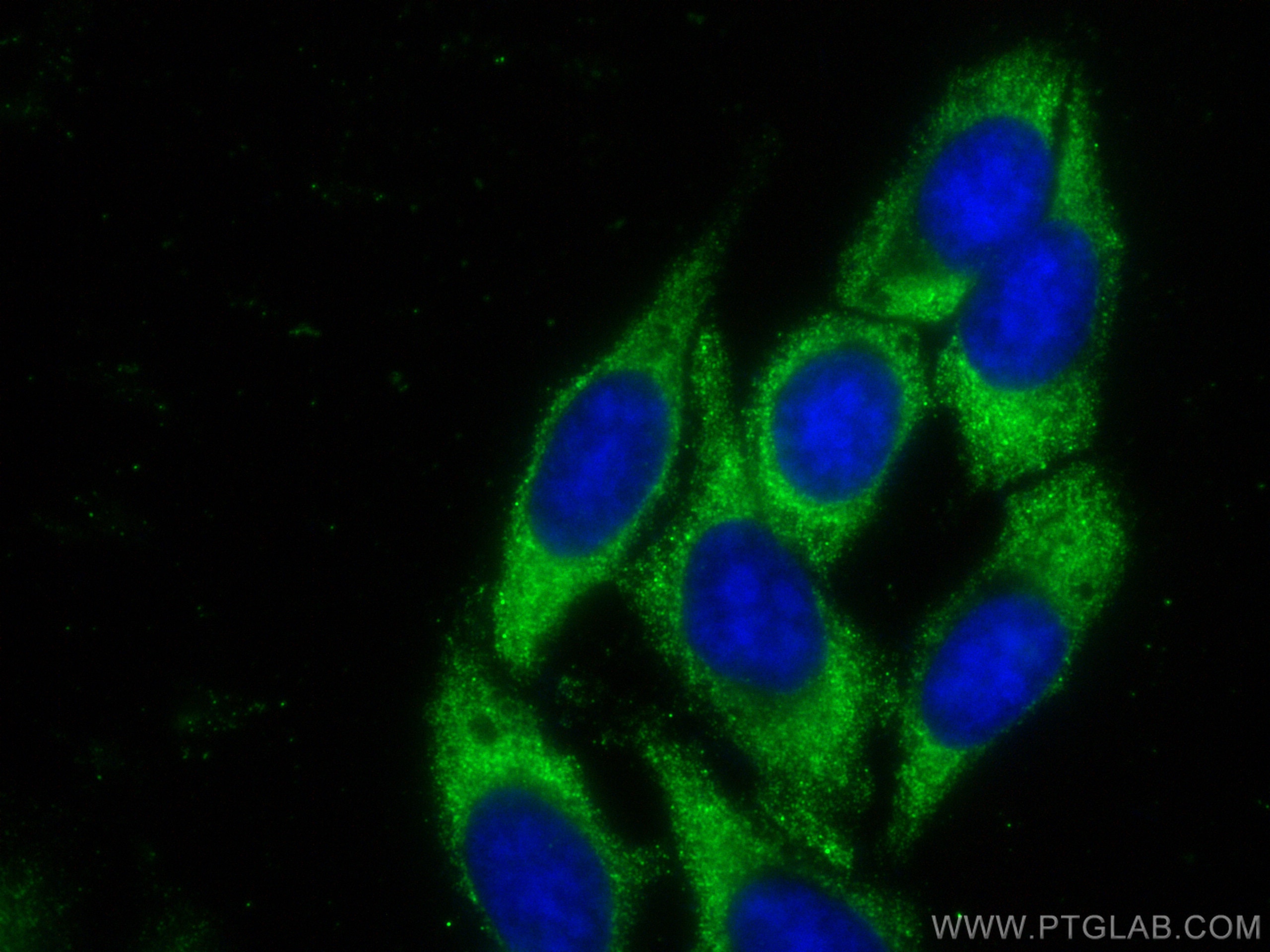 Immunofluorescence (IF) / fluorescent staining of HepG2 cells using CoraLite® Plus 488-conjugated CCT5 Monoclonal anti (CL488-67400)