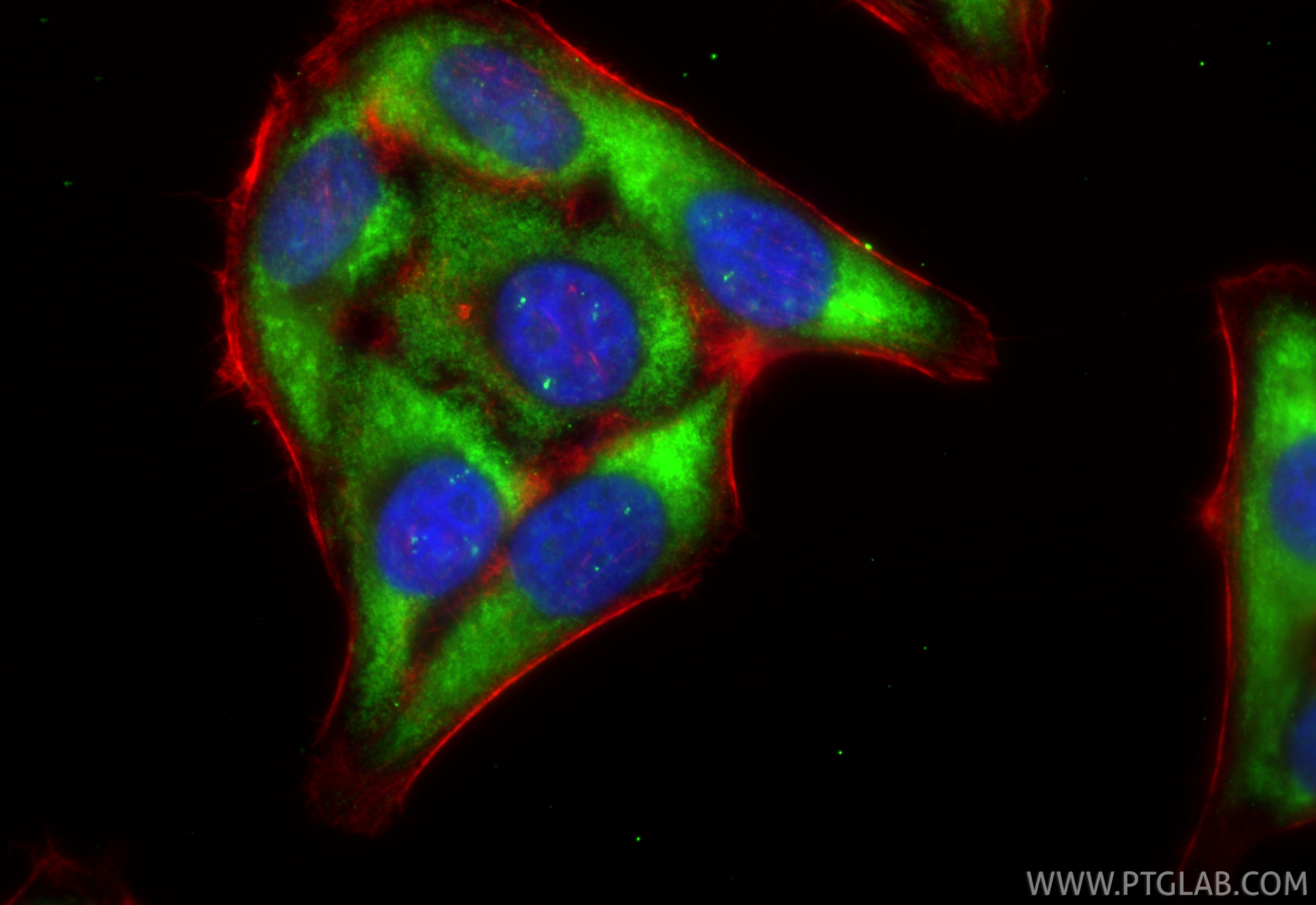 Immunofluorescent analysis of (-20°C Ethanol) fixed HepG2 cells using CoraLite® Plus 488 CCT5 antibody (CL488-84310-2, Clone: 241510B3 ) at dilution of 1:200, CL594-Phalloidin (red). Immunofluorescence (IF) / fluorescent staining of HepG2 cells using CoraLite® Plus 488-conjugated CCT5 Recombinant mon (CL488-84310-2)