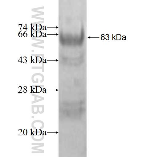 CCT5 fusion protein Ag2146 SDS-PAGE