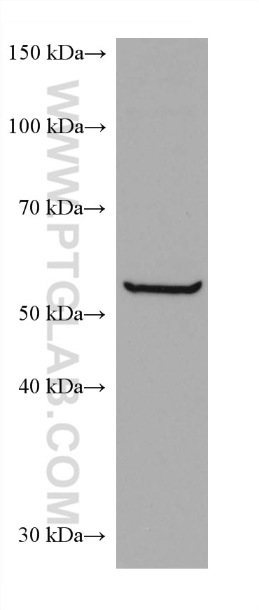 WB analysis of HEK-293 using 67961-1-Ig