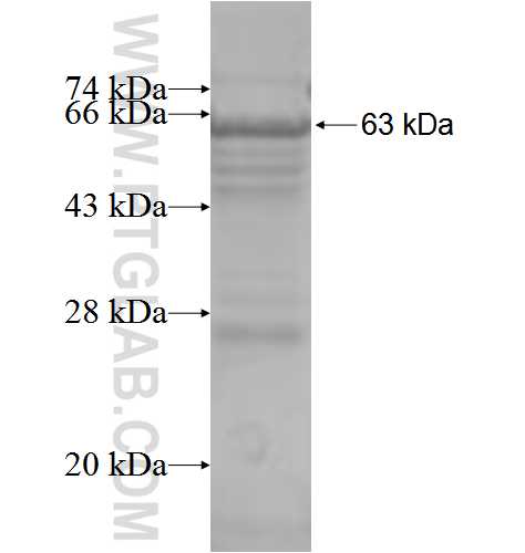 CCT6B fusion protein Ag3321 SDS-PAGE