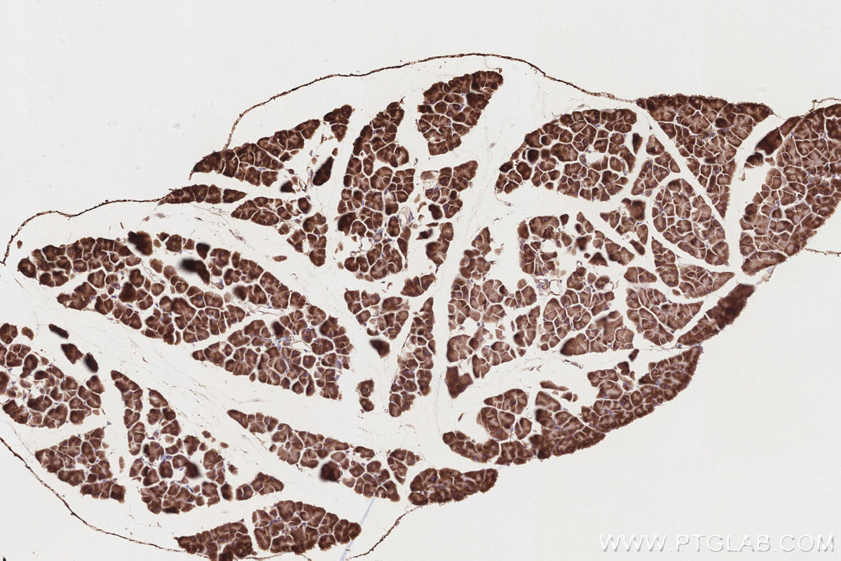Immunohistochemistry (IHC) staining of mouse pancreas tissue using TCP1 eta Monoclonal antibody (67540-1-Ig)