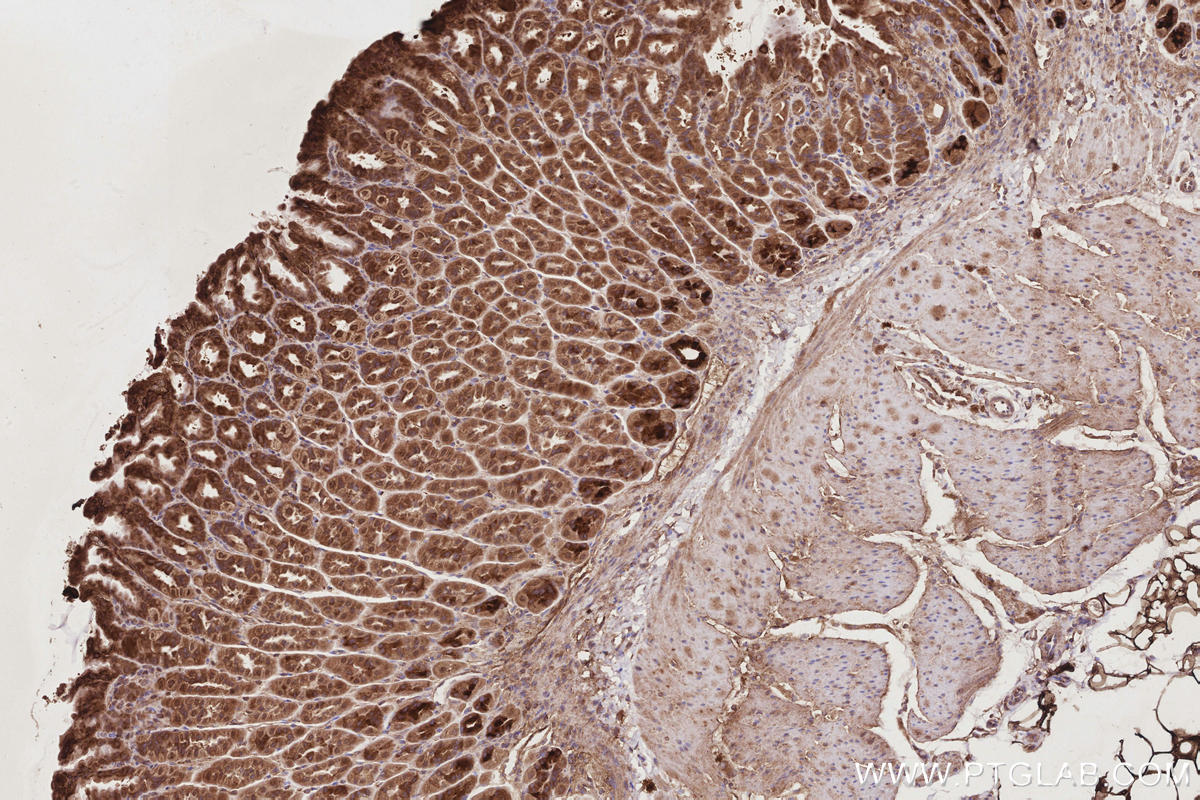 Immunohistochemistry (IHC) staining of mouse stomach tissue using TCP1 eta Monoclonal antibody (67540-1-Ig)