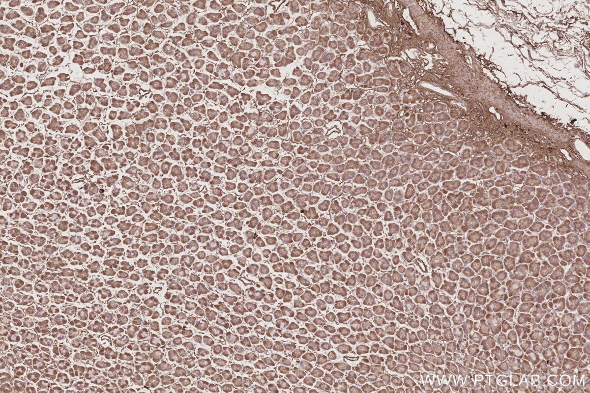 Immunohistochemistry (IHC) staining of rat stomach tissue using TCP1 eta Monoclonal antibody (67540-1-Ig)