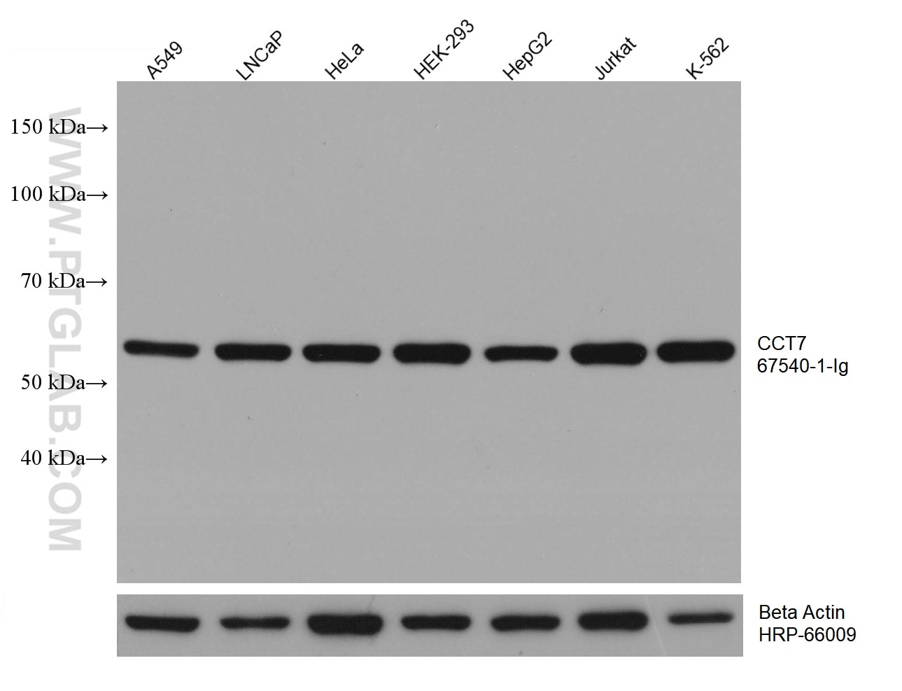 Western Blot (WB) analysis of various lysates using CCT7 Monoclonal antibody (67540-1-Ig)