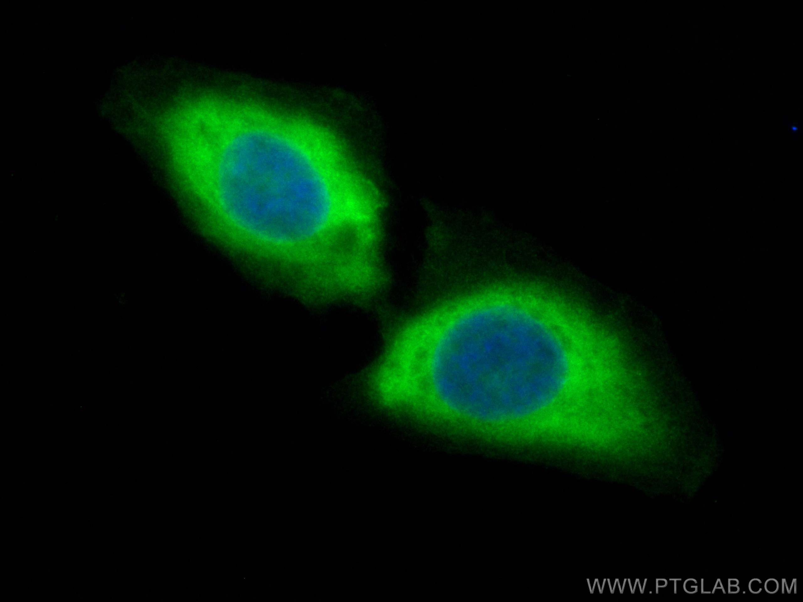 Immunofluorescence (IF) / fluorescent staining of U2OS cells using CoraLite® Plus 488-conjugated CCT7 Monoclonal anti (CL488-67540)