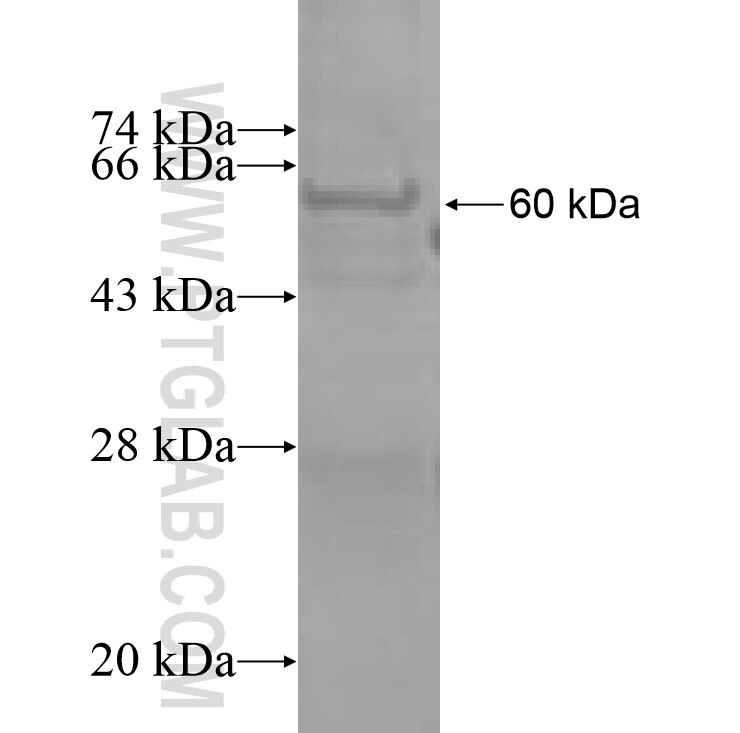 CCT7 fusion protein Ag8868 SDS-PAGE