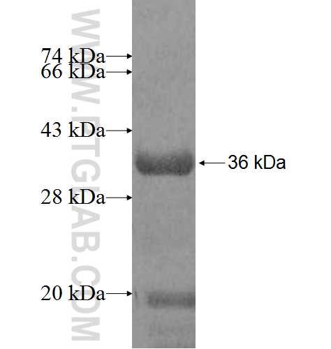 CCT7 fusion protein Ag9502 SDS-PAGE