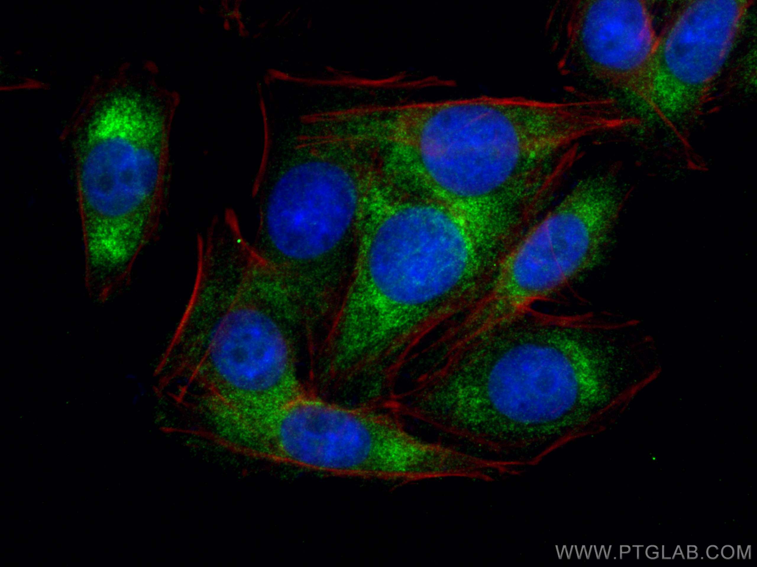 Immunofluorescence (IF) / fluorescent staining of SW480 cells using CCT8 Polyclonal antibody (12263-1-AP)