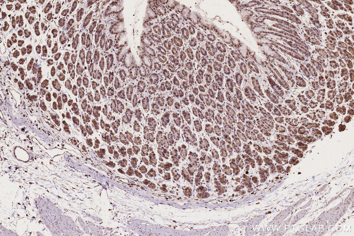IHC staining of rat stomach using 67539-1-Ig Immunohistochemistry (IHC) staining of rat stomach tissue using CCT8 Monoclonal antibody (67539-1-Ig)