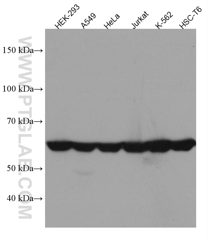 Western Blot (WB) analysis of various lysates using CCT8 Monoclonal antibody (67539-1-Ig)