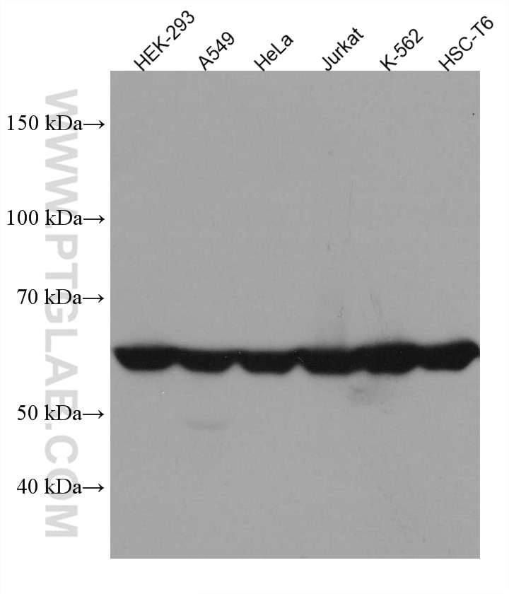 WB analysis using 67539-1-Ig