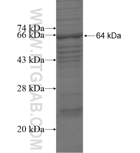 CCT8L2 fusion protein Ag15348 SDS-PAGE