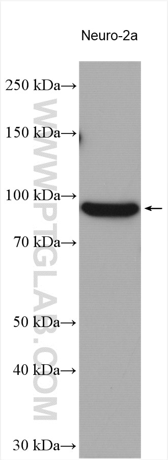 Western Blot (WB) analysis of various lysates using CD100 Polyclonal antibody (27516-1-AP)