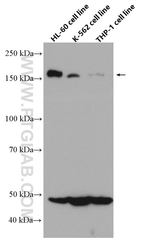 Western Blot (WB) analysis of various lysates using CD100 Monoclonal antibody (66582-1-Ig)