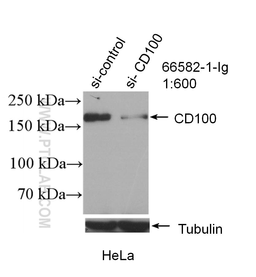 Western Blot (WB) analysis of HeLa cells using CD100 Monoclonal antibody (66582-1-Ig)