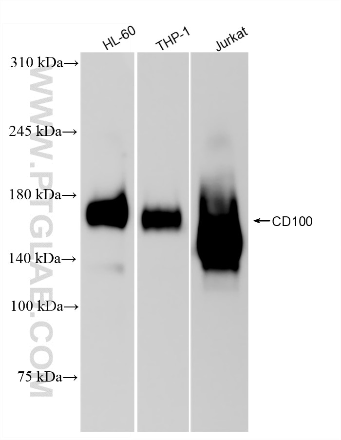 Western Blot (WB) analysis of various lysates using CD100 Recombinant antibody (84465-9-RR)
