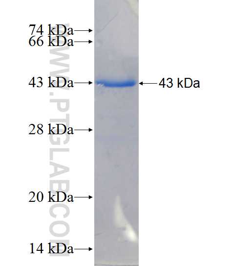 CD100 fusion protein Ag26461 SDS-PAGE
