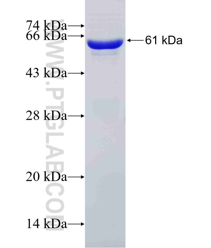 CD100 fusion protein Ag5769 SDS-PAGE