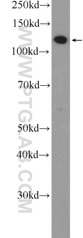 CD107a / LAMP1 Polyclonal antibody