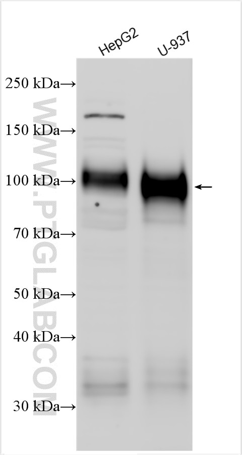 Western Blot (WB) analysis of various lysates using CD107a / LAMP1 Polyclonal antibody (21997-1-AP)