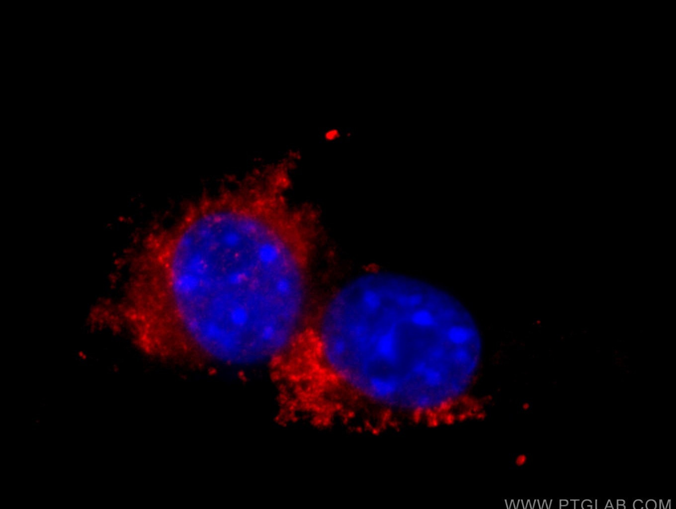 Immunofluorescence (IF) / fluorescent staining of NIH/3T3 cells using Anti-Mouse CD107a / LAMP1 (1D4B) (65050-1-Ig)