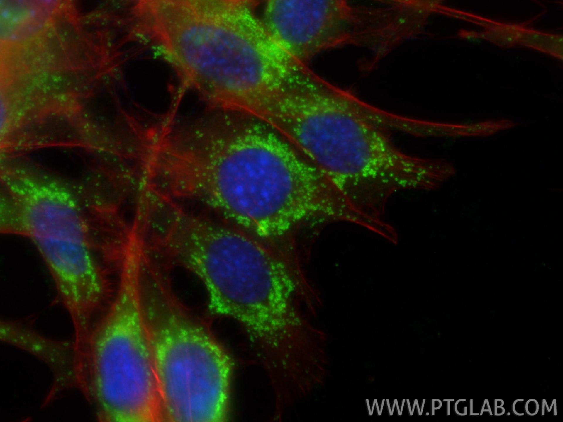 Immunofluorescence (IF) / fluorescent staining of C2C12 cells using Anti-Mouse CD107a / LAMP1 (1D4B) (65050-1-Ig)