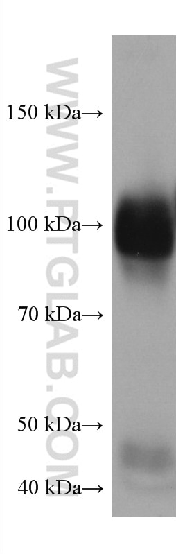 Western Blot (WB) analysis of HeLa cells using CD107a / LAMP1 Monoclonal antibody (67300-1-Ig)