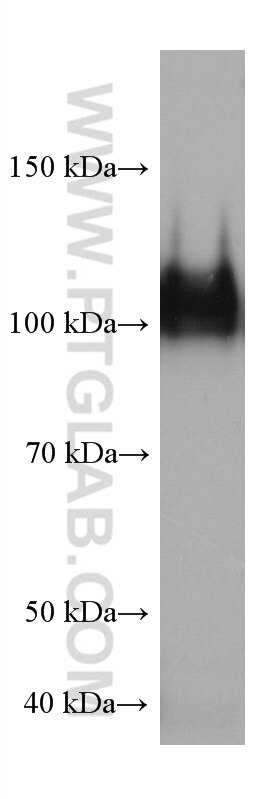 Western Blot (WB) analysis of Jurkat cells using CD107a / LAMP1 Monoclonal antibody (67300-1-Ig)