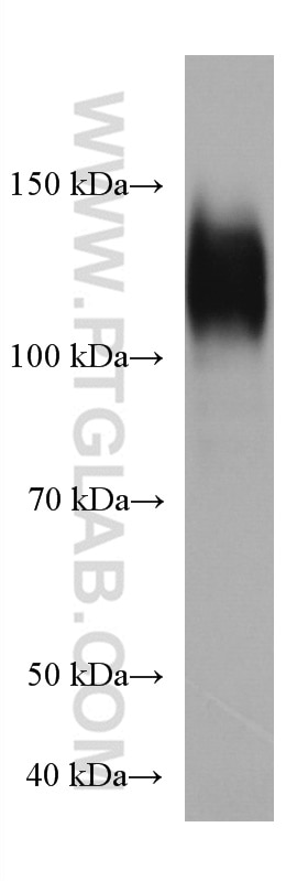 Western Blot (WB) analysis of THP-1 cells using CD107a / LAMP1 Monoclonal antibody (67300-1-Ig)