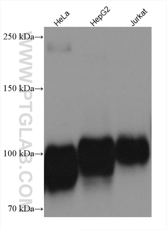 Western Blot (WB) analysis of various lysates using CD107a / LAMP1 Monoclonal antibody (67300-1-Ig)