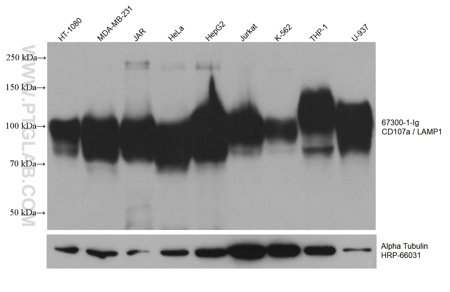 Western Blot (WB) analysis of various lysates using CD107a / LAMP1 Monoclonal antibody (67300-1-Ig)