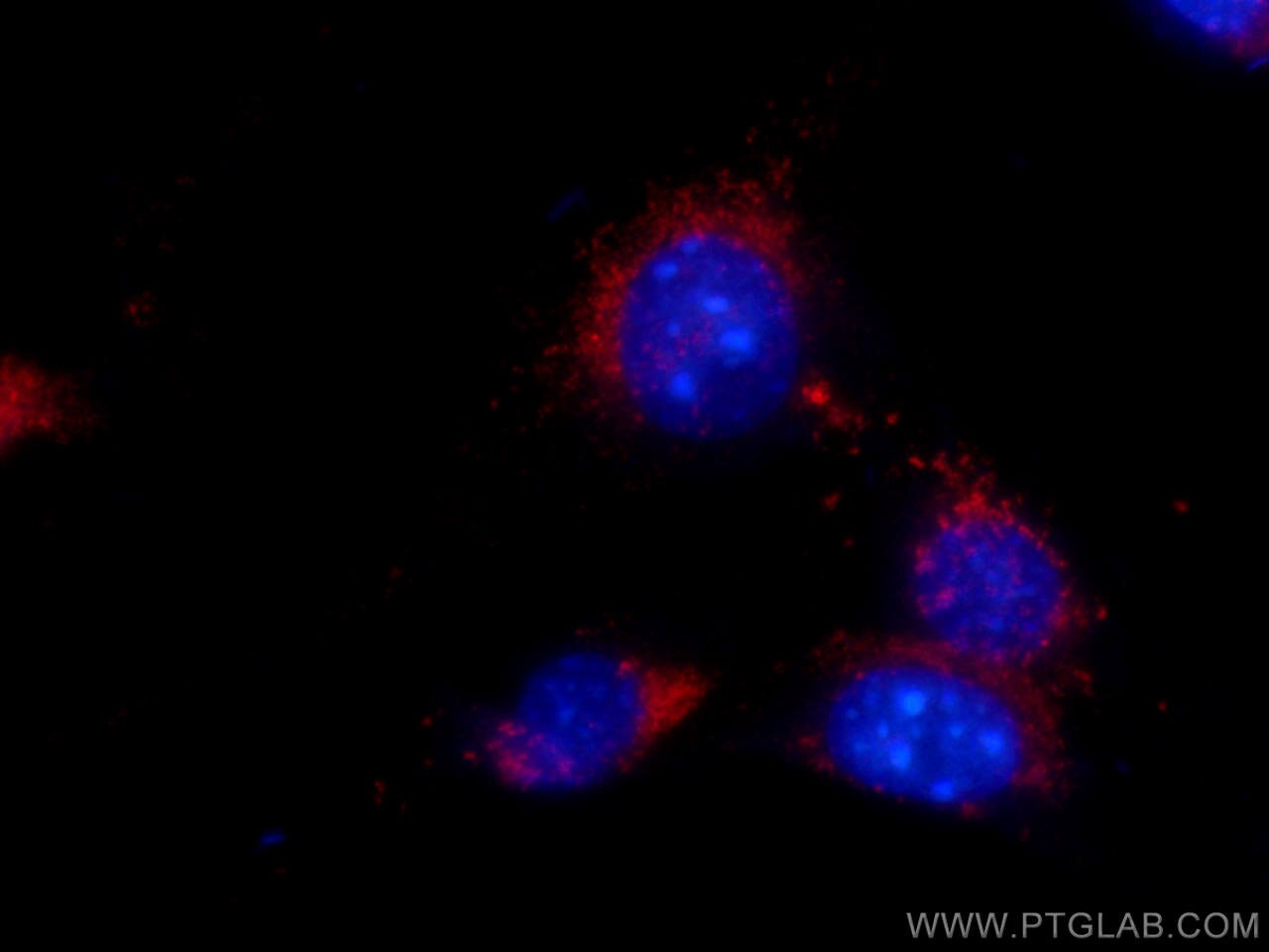 Immunofluorescence (IF) / fluorescent staining of NIH/3T3 cells using APC Anti-Mouse CD107a / LAMP1 (1D4B) (APC-65050)