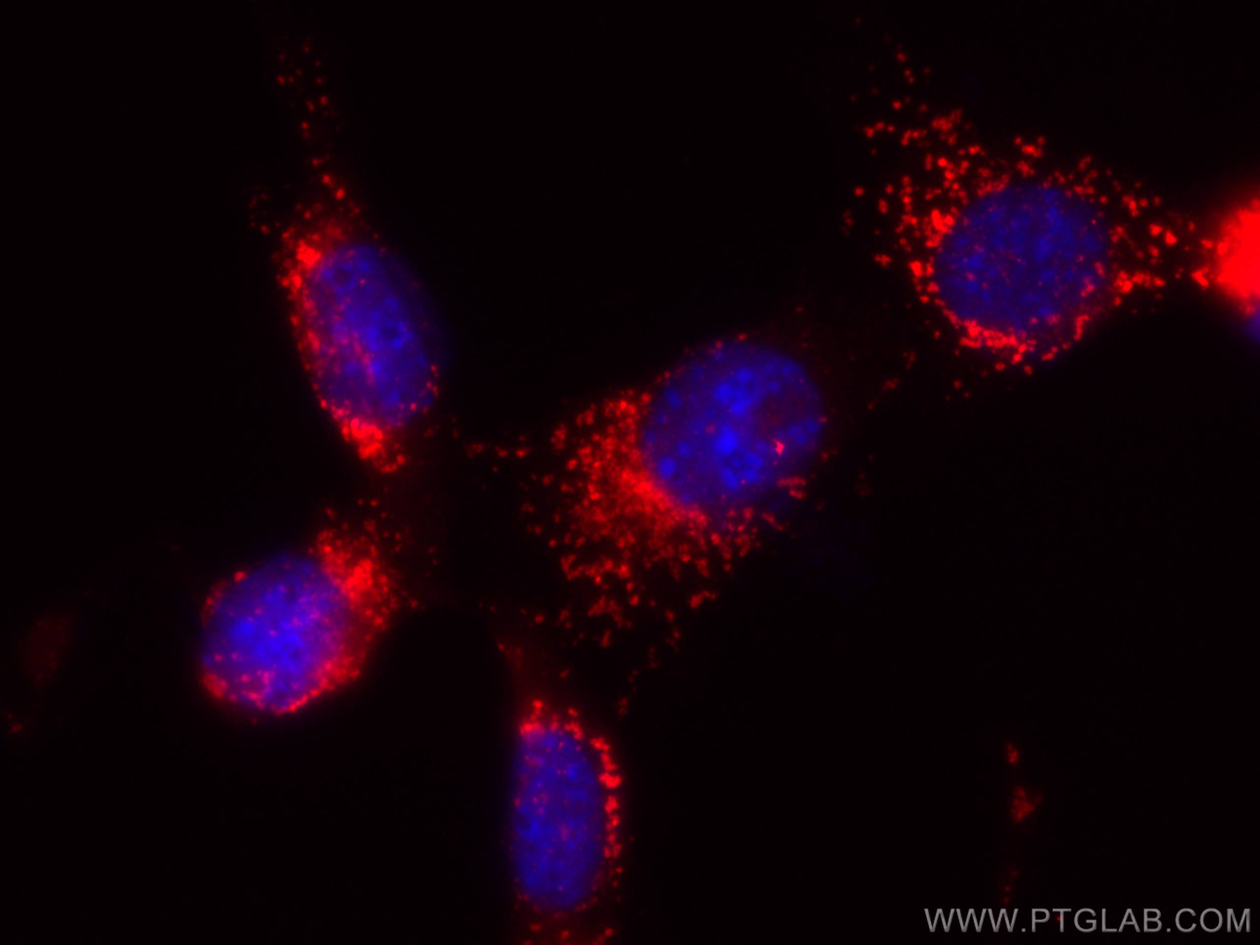 IF Staining of NIH/3T3 using CL555-65050