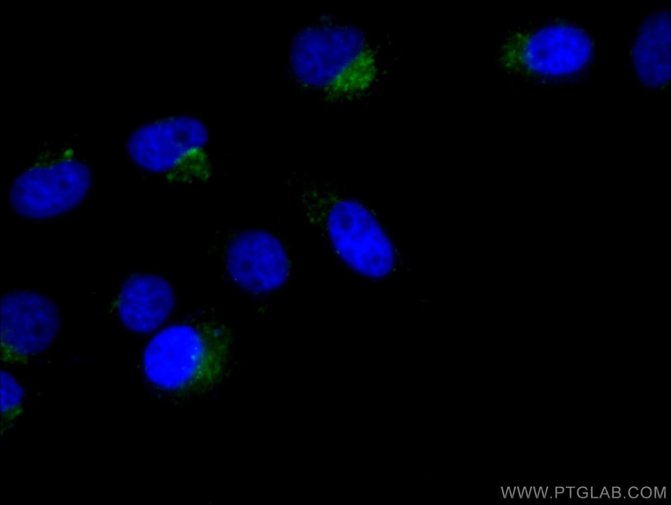 IF Staining of HeLa using FITC-65051